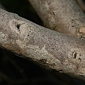 Pemphis acidula has not been found in the Cairns area yet.<br />This one from Mission Beach.